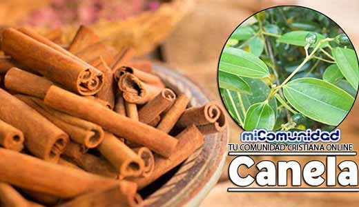 Propiedades Curativas Y Medicinales De La Canela