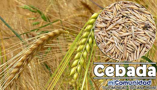Propiedades Curativas Y Medicinales De La Cebada