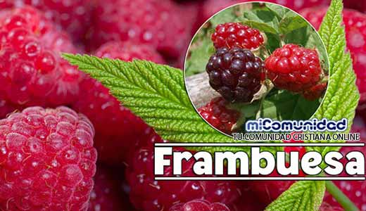 Propiedades Curativas Y Medicinales De La Frambuesa