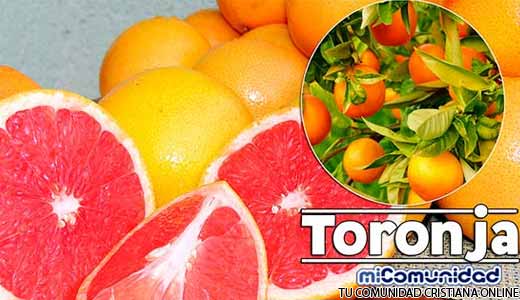 Propiedades Curativas Y Medicinales De La Toronja (Pomelo)
