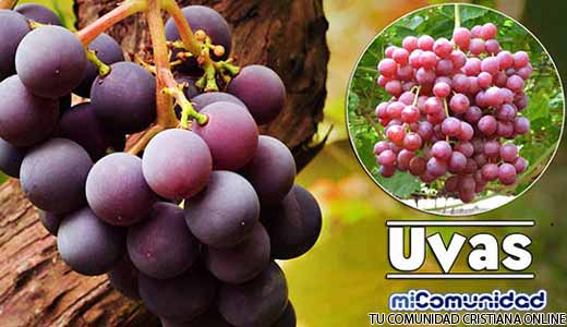 Propiedades Curativas Y Medicinales De La Uva
