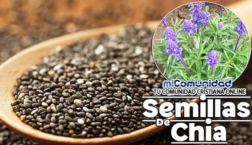 Propiedades Curativas Y Medicinales De Las Semillas De Chía