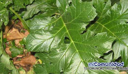 Propiedades Curativas Y Medicinales Del Acanto