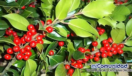 Propiedades Curativas Y Medicinales Del Acebo