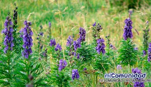 Propiedades Curativas Y Medicinales Del Acónito
