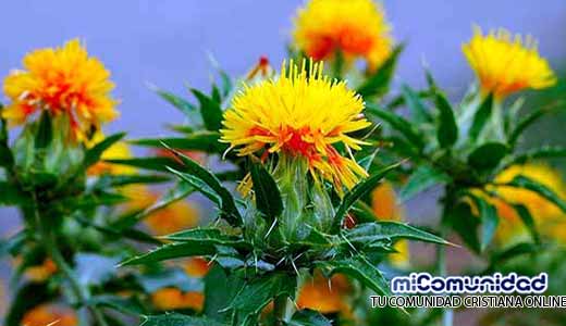 Propiedades Curativas Y Medicinales Del Alazor