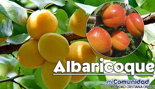 Propiedades Curativas Y Medicinales Del Albaricoque