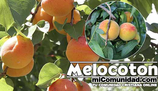 Propiedades Curativas Y Medicinales Del Melocotón (Durazno)