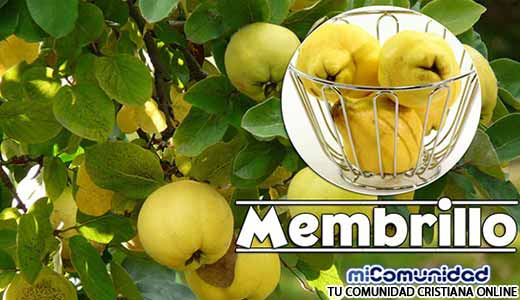Propiedades Curativas Y Medicinales Del Membrillo