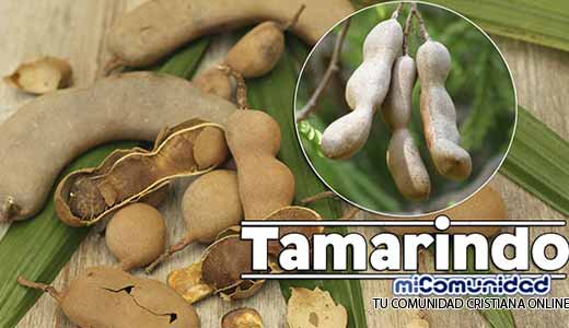 Propiedades Curativas Y Medicinales Del Tamarindo