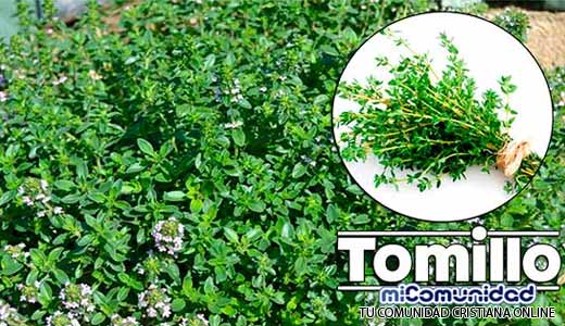 Propiedades Curativas Y Medicinales Del Tomillo