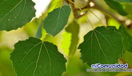 Propiedades Curativas Y Medicinales Del Álamo