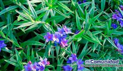 Propiedades Medicinales Y Curativas Del Aciano