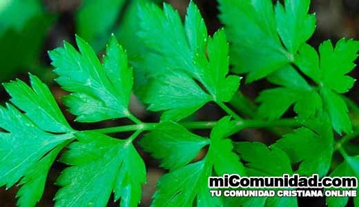 Si Tomas Esta Bebida En Ayunas En Solo 6 Dias Eliminaras La Grasa Del Vientre