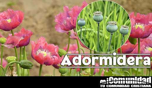 Propiedades curativas y medicinales de la Adormidera