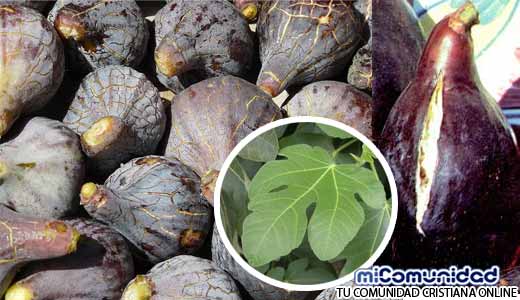 ¿Cuáles son los beneficios del higo y sus hojas?