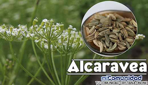 Propiedades Curativas Y Medicinales De La Alcaravea