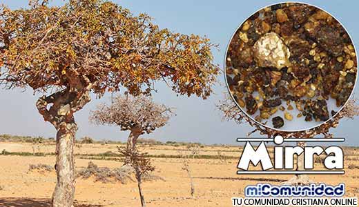 Propiedades Curativas Y Medicinales De La Mirra