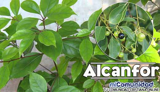 Propiedades Curativas Y Medicinales Del Alcanfor