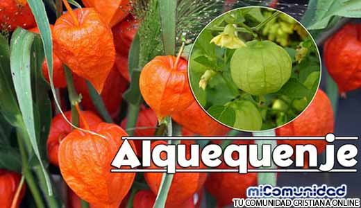 Propiedades Curativas Y Medicinales Del Alquequenje