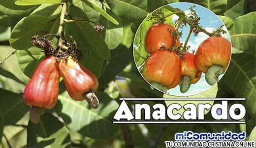 Propiedades Curativas Y Medicinales Del Anacardo