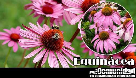Propiedades curativas y medicinales de la Equinácea