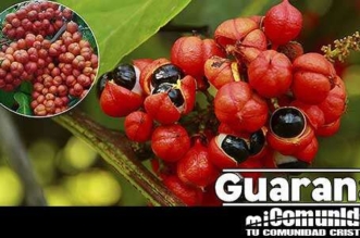 Propiedades curativas y medicinales del Guaraná