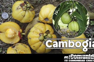 propiedades-curativas-y-medicinales-de-la-garcinia-cambogia