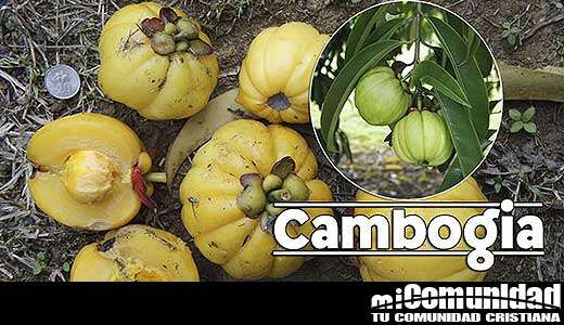 propiedades-curativas-y-medicinales-de-la-garcinia-cambogia