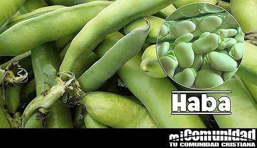 Propiedades curativas y medicinales de La Haba