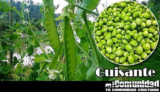 Propiedades curativas y medicinales del Guisante