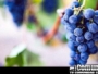 ¿Cambió Jesús el agua en vino o jugo de uva?