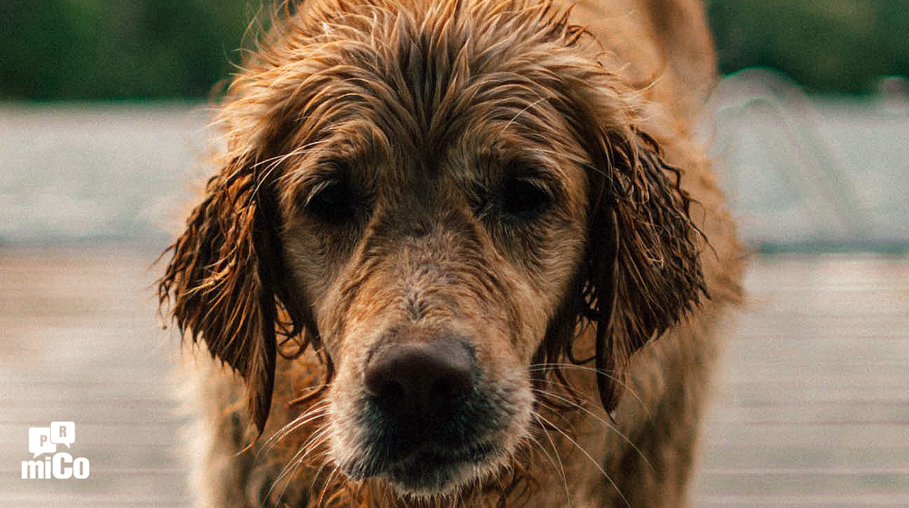 2 Pedro 2:22 ¿Qué significa “El perro vuelve a su vómito”?